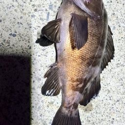 メバル