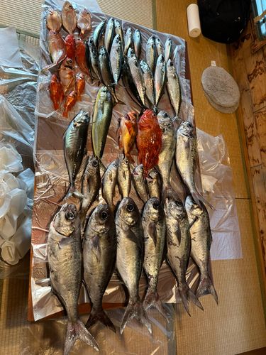 釣果