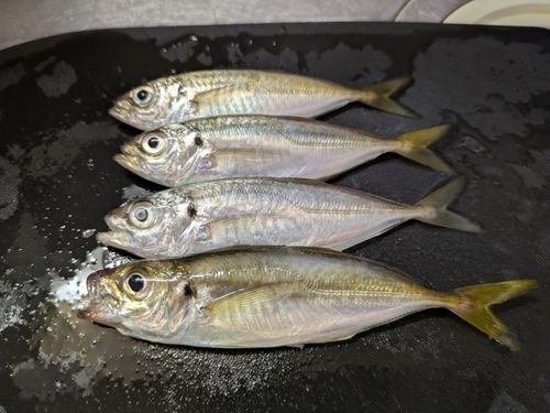 アジの釣果