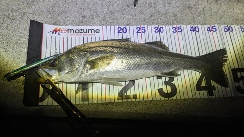 釣果