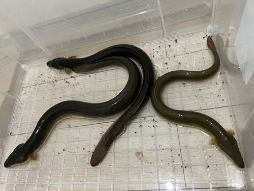 ウナギの釣果