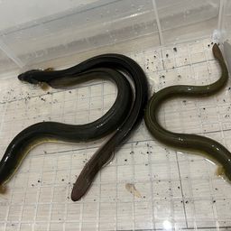 ウナギ