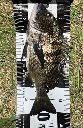 クロダイの釣果