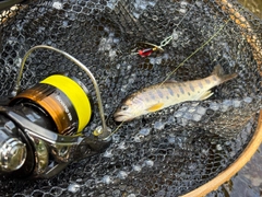 ヤマメの釣果