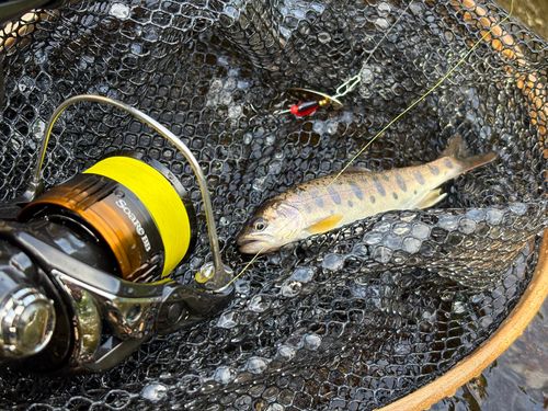 ヤマメの釣果