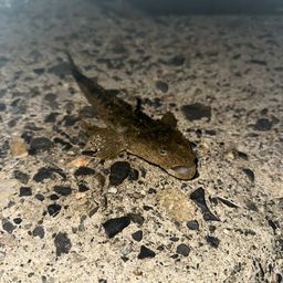 マゴチ