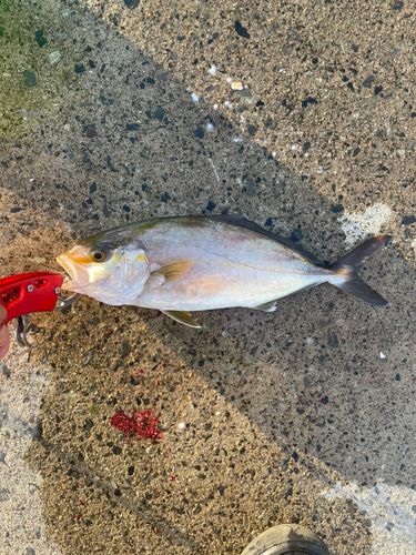 ショゴの釣果