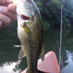 ラージマウスバス