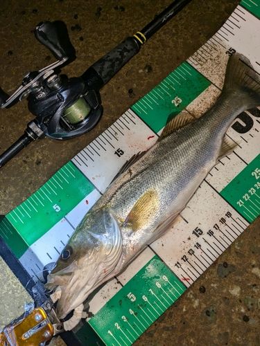 セイゴ（マルスズキ）の釣果