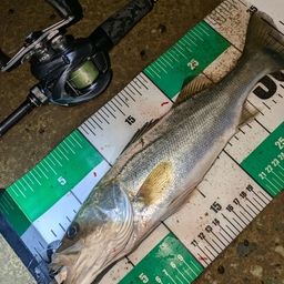 セイゴ（マルスズキ）