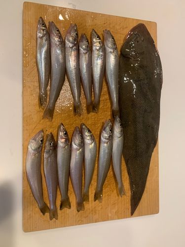 キスの釣果
