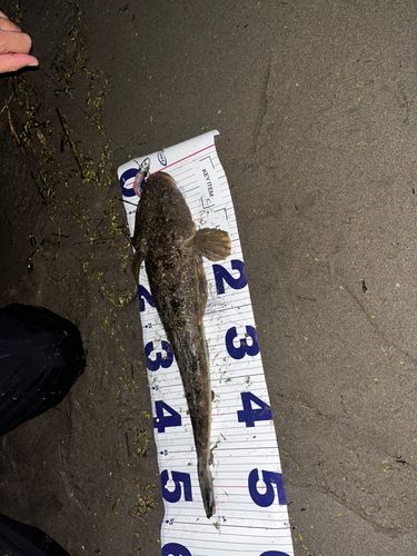マゴチの釣果