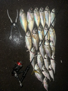 アジの釣果