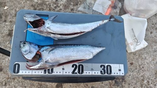 ソウダガツオの釣果