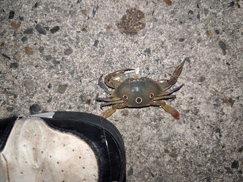 ガザミの釣果