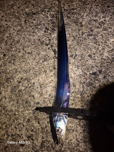 タチウオの釣果