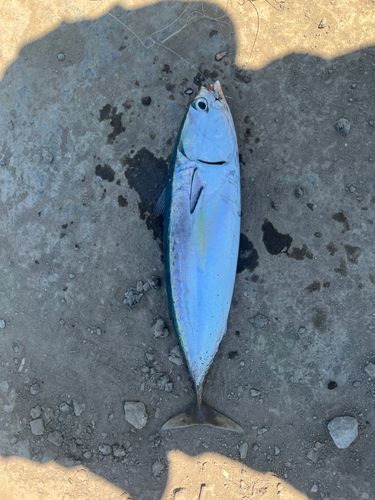 ソウダガツオの釣果