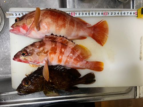 アカハタの釣果