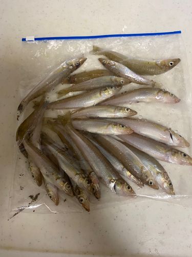 キスの釣果