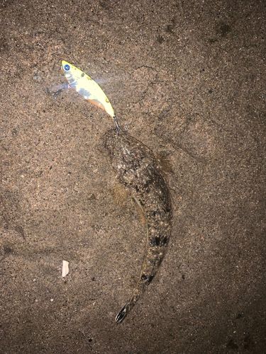 コチの釣果