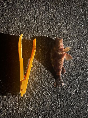 シイラの釣果