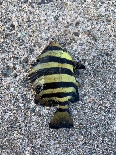 サンバソウの釣果