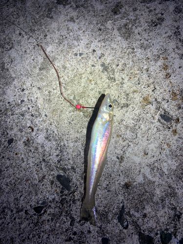 シロギスの釣果