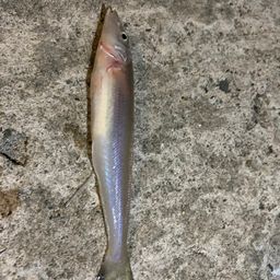 シロギス