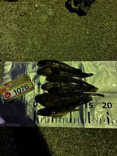 ウロハゼの釣果