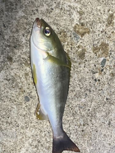 イサキの釣果