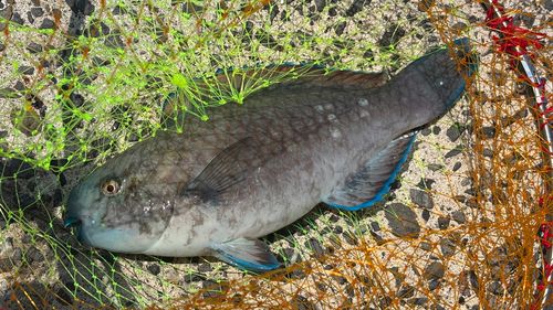 アオブダイの釣果