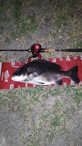 クロダイの釣果