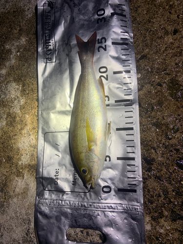 イサキの釣果