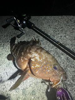 キジハタの釣果