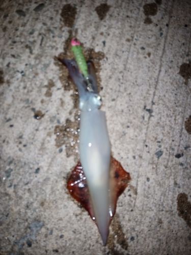 ケンサキイカの釣果