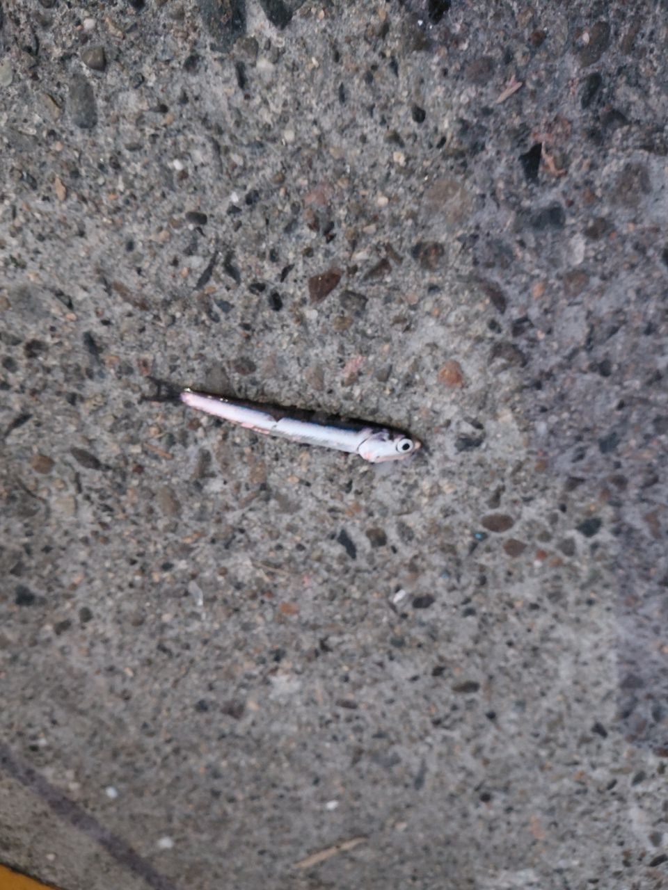 カタクチイワシ