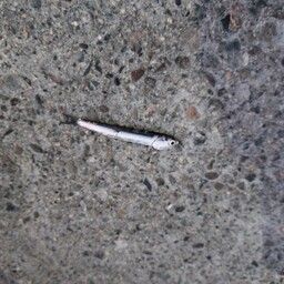 カタクチイワシ