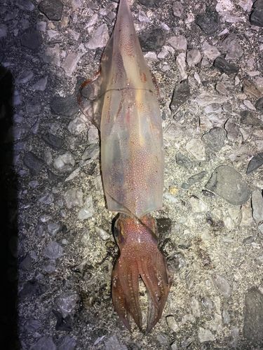 ケンサキイカの釣果
