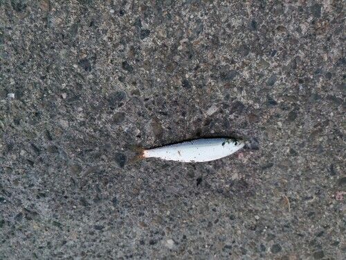 ママカリの釣果