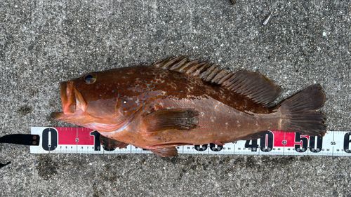 アコウの釣果