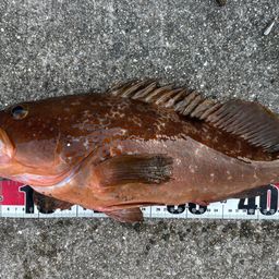 アコウ