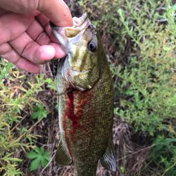 スモールマウスバス