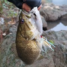 スモールマウスバス
