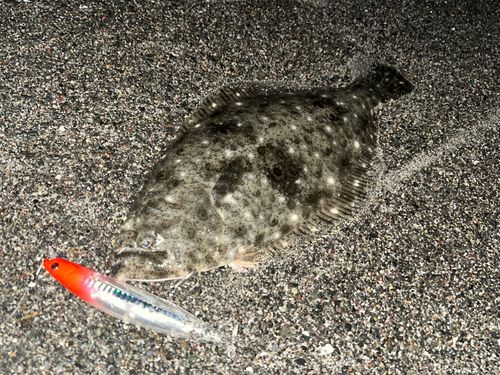 ヒラメの釣果