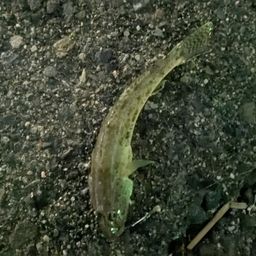 セイゴ（マルスズキ）