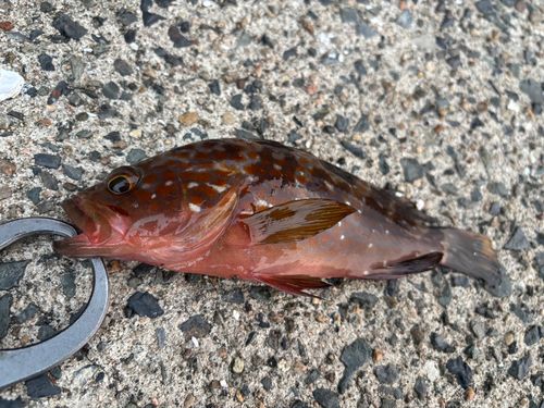 キジハタの釣果