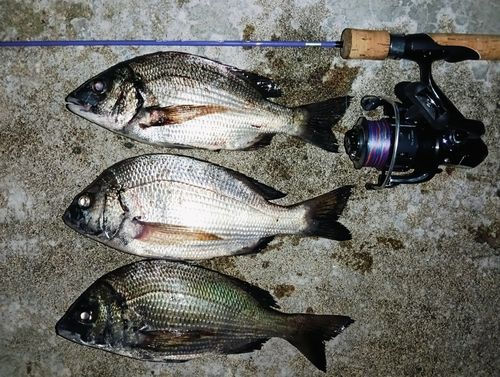 クロダイの釣果