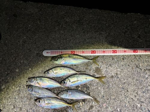 アジの釣果