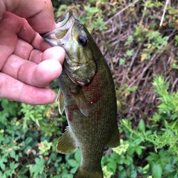 スモールマウスバス