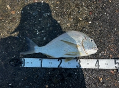 ヘダイの釣果